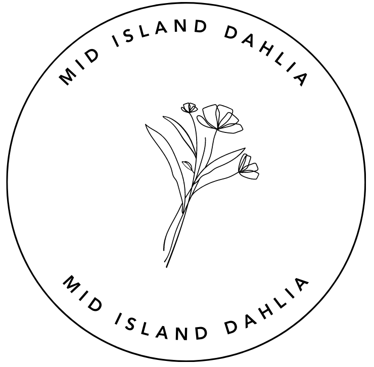 Mid Island Dahlia